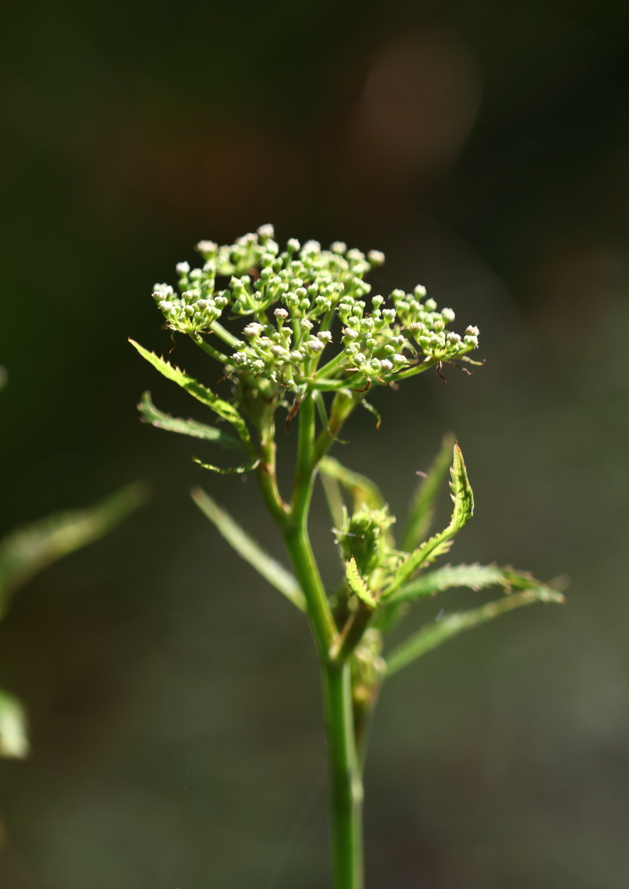 개발나물 (2).JPG