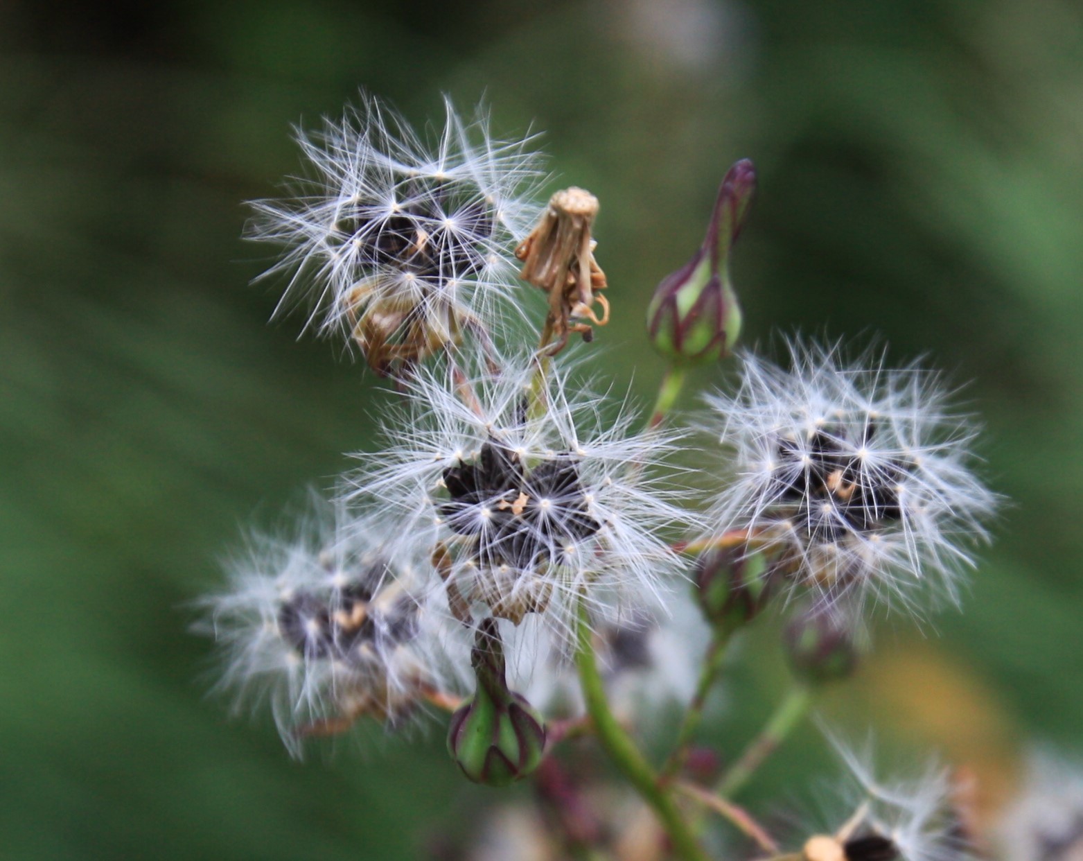 왕고들빼기 (6).JPG