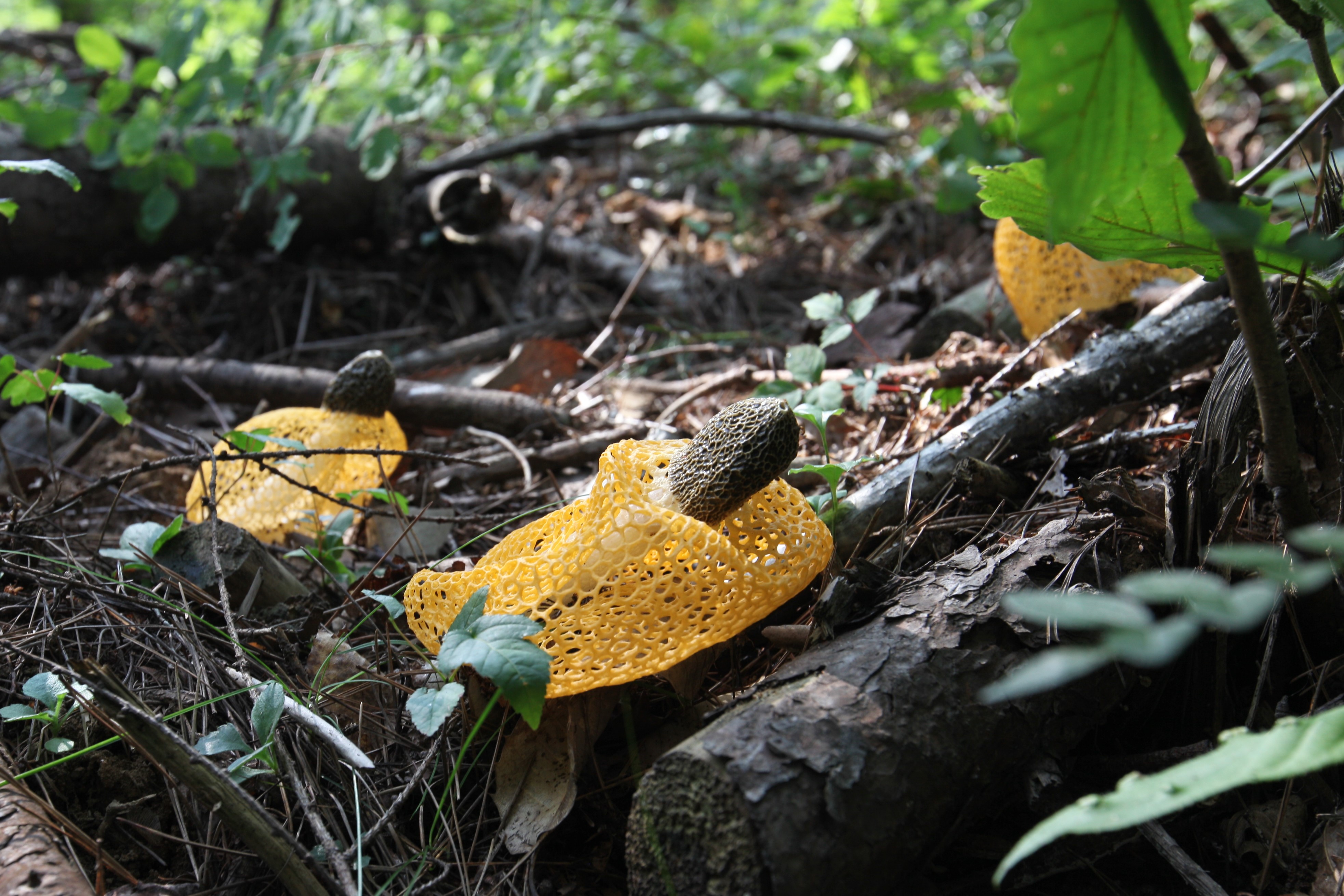 노랑망태버섯 (16).JPG