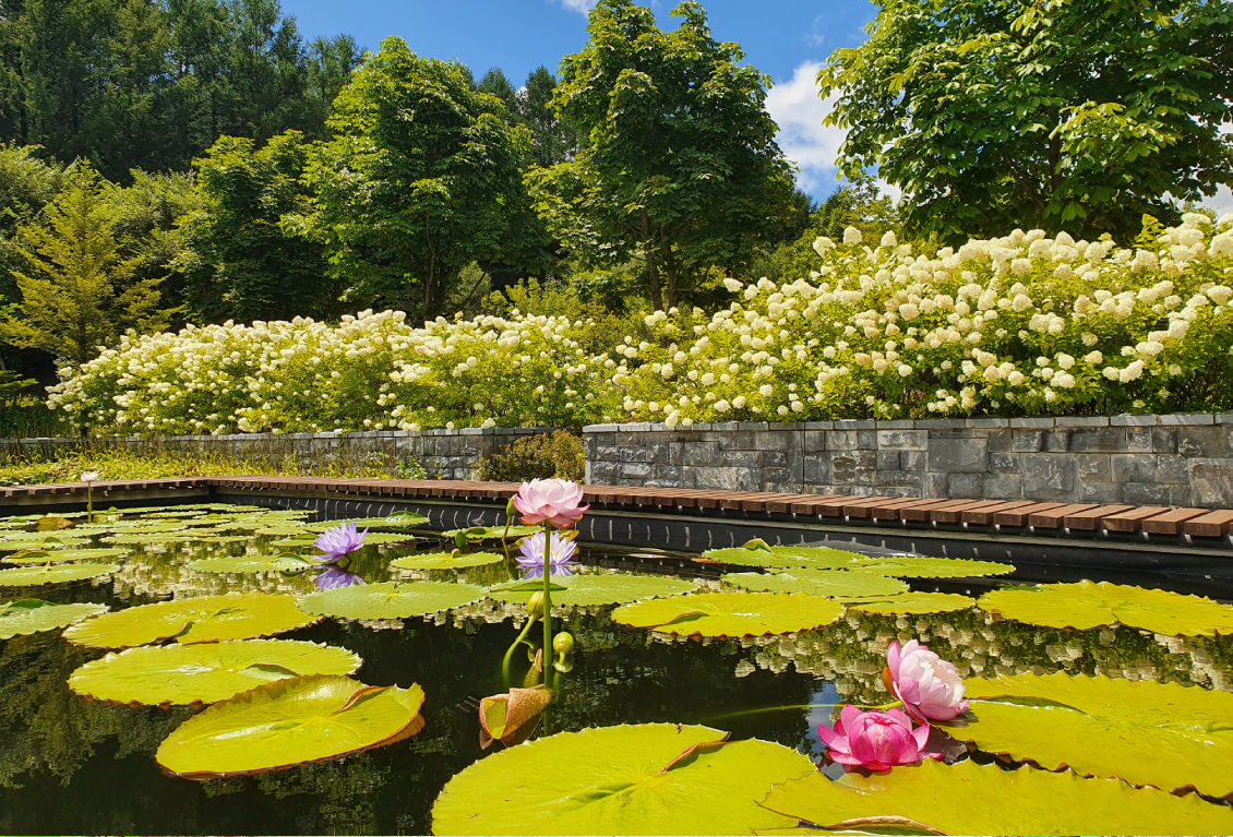 수련정원 썸네일