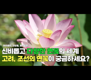 신비롭고 다양한 연꽃의 세계(feat.연 시간을 품다)